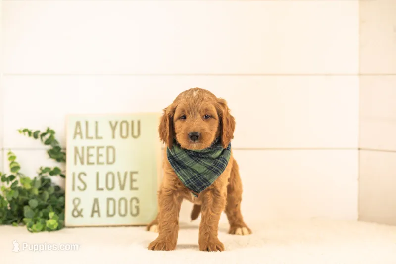 Oscar - Medium – Goldendoodle puppy for sale in Goshen, IN