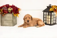 Scarecrow - Medium, a male Goldendoodle for sale in Goshen, IN – 4 of 5