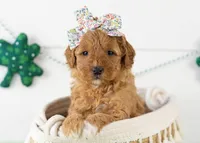 Barbara - Micro, a female Goldendoodle for sale in Goshen, IN – Photo 1 of 7