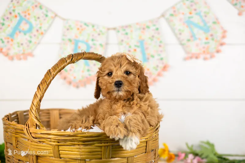 Barbara - Micro – Goldendoodle puppy for sale in Goshen, IN