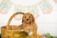 Barbara - Micro, a female Goldendoodle for sale in Goshen, IN – 4 of 10