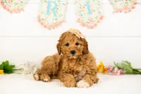Barbara - Micro, a female Goldendoodle for sale in Goshen, IN – 5 of 10