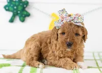 Barbara - Micro, a female Goldendoodle for sale in Goshen, IN – Photo 3 of 7