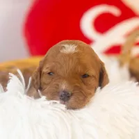 Barbara - Micro, a female Goldendoodle for sale in Goshen, IN – Photo 5 of 7