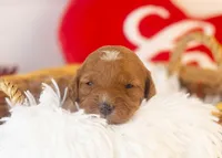 Barbara - Micro, a female Goldendoodle for sale in Goshen, IN – Photo 2 of 4