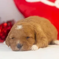 Barbara - Micro, a female Goldendoodle for sale in Goshen, IN – Photo 4 of 7