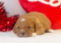 Barbara - Micro, a female Goldendoodle for sale in Goshen, IN – Photo 1 of 4
