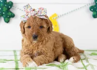 Barbara - Micro, a female Goldendoodle for sale in Goshen, IN – Photo 2 of 7