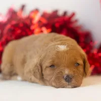 Barbara - Micro, a female Goldendoodle for sale in Goshen, IN – Photo 7 of 7