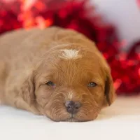 Barbara - Micro, a female Goldendoodle for sale in Goshen, IN – Photo 6 of 7