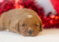 Barbara - Micro, a female Goldendoodle for sale in Goshen, IN – Photo 3 of 4