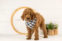 Denali - Mini, a male Miniature Goldendoodle for sale in Goshen, IN – 3 of 10