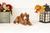 Kanga - Medium, a female Goldendoodle for sale in Goshen, IN – 3 of 4