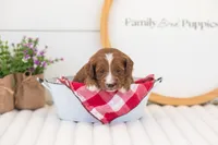 Maddy - Mini, a female Miniature Goldendoodle for sale in Goshen, IN – 2 of 4