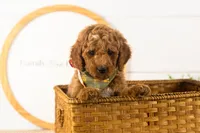 Denali - Mini, a male Miniature Goldendoodle for sale in Goshen, IN – 6 of 10