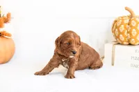 Nana - Micro, a female Goldendoodle for sale in Goshen, IN – 2 of 4