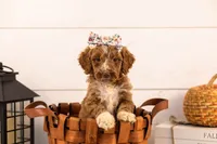 Tatra - Medium, a female Goldendoodle for sale in Goshen, IN – 1 of 4