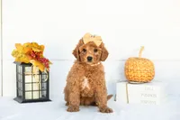 Ladybug - Mini, a female Goldendoodle for sale in Goshen, IN – 3 of 9