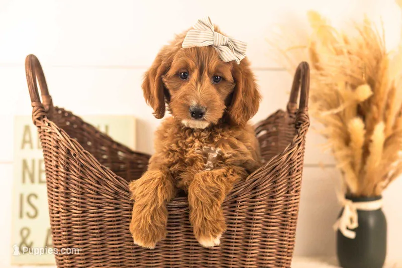 Ophelia - Medium – Goldendoodle puppy for sale in Goshen, IN