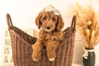 Ophelia - Medium, a female Goldendoodle for sale in Goshen, IN – 1 of 10