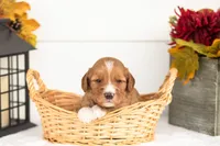 Jack - Micro, a male Goldendoodle for sale in Goshen, IN – 1 of 4