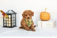 Firefly - Mini, a male Goldendoodle for sale in Goshen, IN – 5 of 9