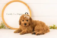 Savannah - Mini, a female Miniature Goldendoodle for sale in Goshen, IN – 2 of 10