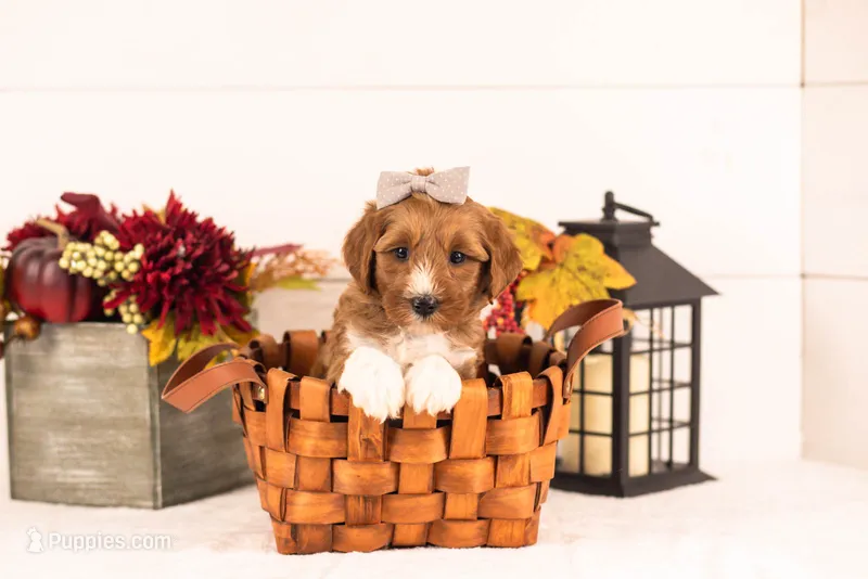 Astros - Toy – Miniature Goldendoodle puppy for sale in Goshen, IN