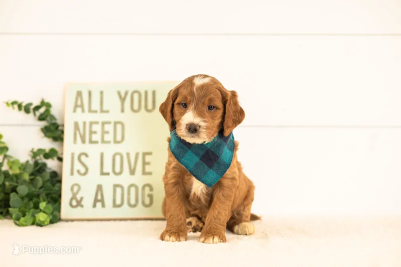 Abel - Medium – Goldendoodle puppy for sale in Goshen, IN