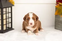 James - Micro, a male Goldendoodle for sale in Goshen, IN – 4 of 4