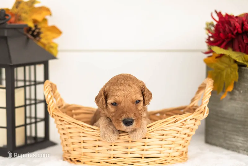 Jasper - Micro – Goldendoodle puppy for sale in Goshen, IN