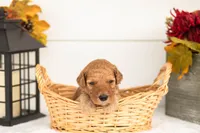 Jasper - Micro, a male Goldendoodle for sale in Goshen, IN – 1 of 4
