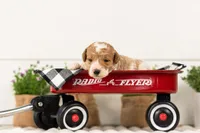 Luca - Medium, a male Goldendoodle for sale in Goshen, IN – 2 of 4