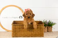 Savannah - Mini, a female Miniature Goldendoodle for sale in Goshen, IN – 4 of 10