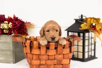 Scarecrow - Medium, a male Goldendoodle for sale in Goshen, IN – 5 of 5