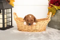 Juniper - Micro, a female Goldendoodle for sale in Goshen, IN – 4 of 4
