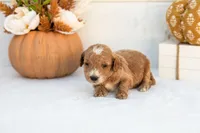 Alex - Mini, a male Goldendoodle for sale in Goshen, IN – 2 of 3