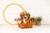 Lynette - Medium, a female Goldendoodle for sale in Goshen, IN – 2 of 9