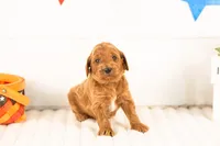 Teton - Mini, a male Miniature Goldendoodle for sale in Goshen, IN – 1 of 3