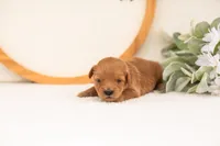 Ellie - Medium, a female Goldendoodle for sale in Goshen, IN – 2 of 4