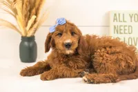 Jiggly - Mini, a female Miniature Goldendoodle for sale in Goshen, IN – 2 of 10