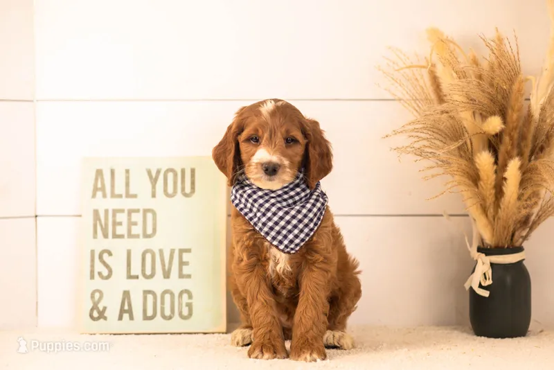 Abel - Medium – Goldendoodle puppy for sale in Goshen, IN