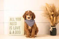 Abel - Medium, a male Goldendoodle for sale in Goshen, IN – 1 of 6