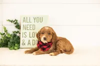 Marley - Medium, a male Goldendoodle for sale in Goshen, IN – 3 of 7