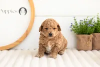 Fin - Mini, a male Miniature Goldendoodle for sale in Goshen, IN – 6 of 6