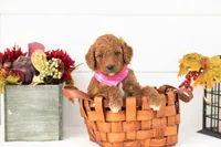 Pooh - Medium, a male Goldendoodle for sale in Goshen, IN – 4 of 4