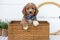 Brie - Micro, a male Goldendoodle for sale in Goshen, IN – 2 of 10