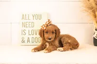 Ember - Medium, a female Goldendoodle for sale in Goshen, IN – 2 of 6