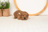 Ember - Mini, a male Miniature Goldendoodle for sale in Goshen, IN – 4 of 4