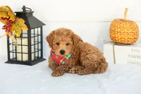Bumble - Mini, a male Goldendoodle for sale in Goshen, IN – 4 of 9